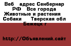 Веб – адрес Сенбернар.РФ - Все города Животные и растения » Собаки   . Тверская обл.,Бежецк г.